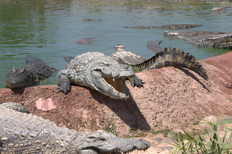 Nile crocodiles at Agadir Crocodile Park