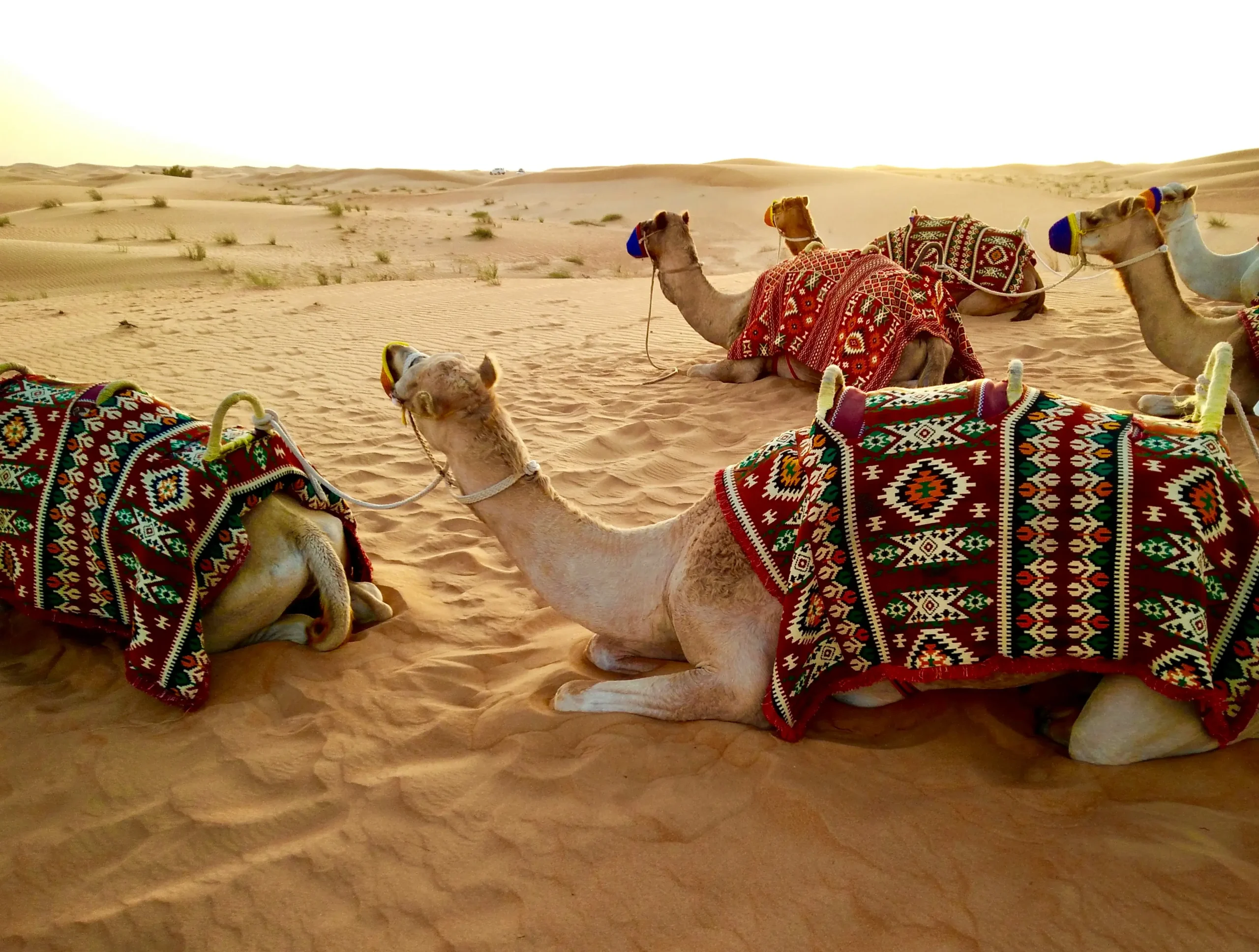 Majestic 7 Day Trekking in Morocco Desert Expedition from Marrakesh — 3