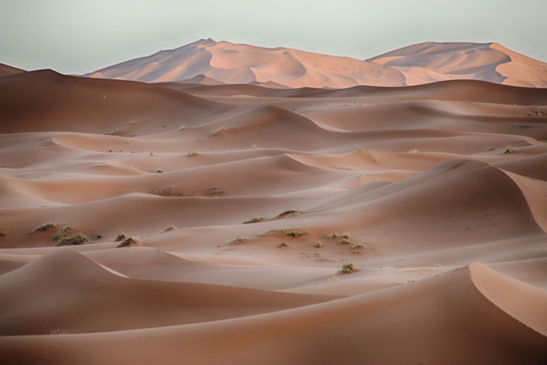Camels resting among the dunes of Erg Chegaga