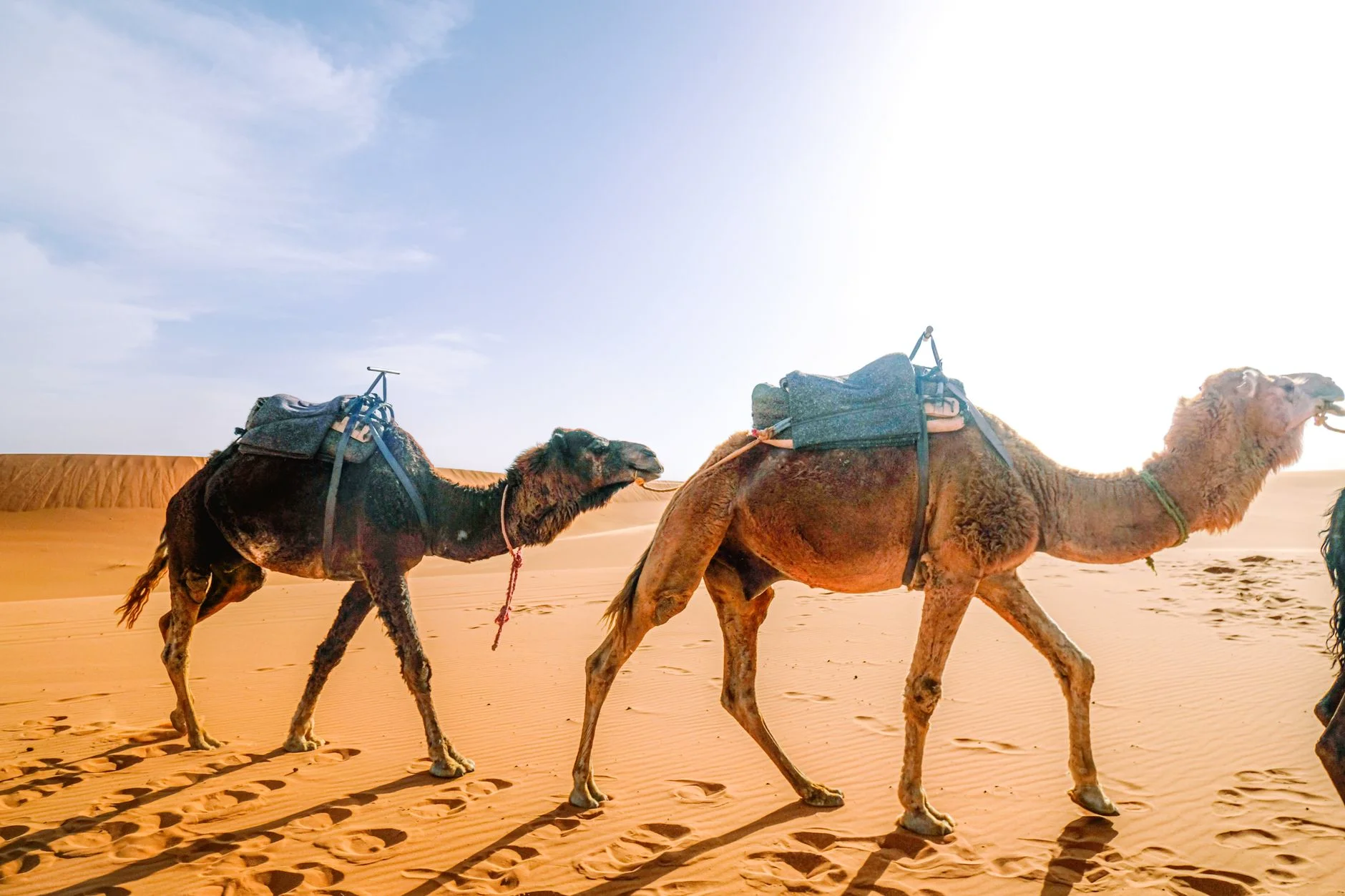 Magical Agafay Desert Luxury Camp Day Pass Adventure — 3