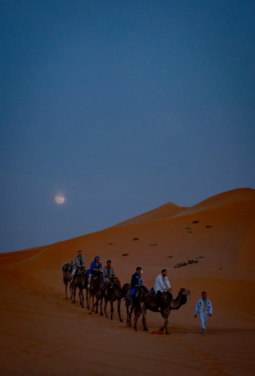 White camel at sunset in the Agafay desert